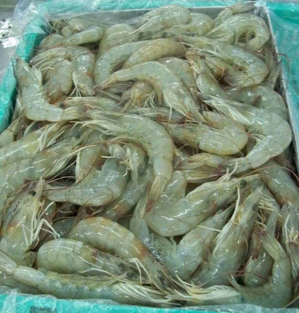 Vannamei shrimps